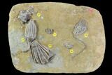 Beautiful Crinoid Plate ( species) - Crawfordsville #94338-2